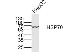 HepG2 cell lysates probed with HSP70 (5G10) Monoclonal Antibody, unconjugated (bsm-33048M) at 1:300 overnight at 4°C followed by a conjugated secondary antibody for 60 minutes at 37°C.
