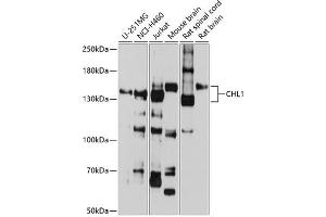 Western blot analysis of extracts of various cell lines, using CHL1 antibody (ABIN6133354, ABIN6138535, ABIN6138536 and ABIN6225066) at 1:1000 dilution. (CHL1 Antikörper  (AA 690-950))