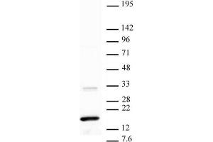 Western blot of Histone H3 trimethyl Lys36 antibody. (Histone 3 Antikörper  (H3K36me3))