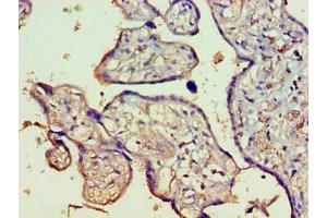 Immunohistochemistry of paraffin-embedded human placenta tissue using ABIN7165426 at dilution of 1:100 (FAM16B1 (AA 1-738) Antikörper)