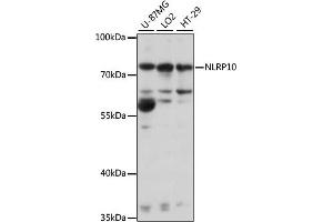 Western blot analysis of extracts of various cell lines, using NLRP10 antibody (ABIN7268936) at 1:1000 dilution. (NLRP10 Antikörper  (AA 1-300))