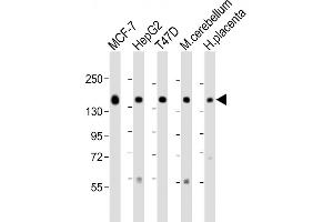 Western Blotting (WB) image for anti-Golgi Glycoprotein 1 (GLG1) (AA 1152-1179), (C-Term) antibody (ABIN653796)