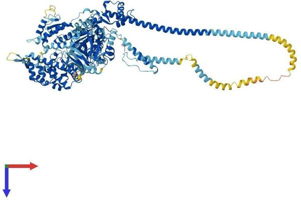 Myosin IB Protein (MYO1B) (AA 1-1136) (His tag)