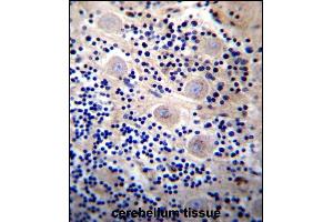 REPS2 Antibody (N-term) (ABIN657055 and ABIN2846222) immunohistochemistry analysis in formalin fixed and paraffin embedded human cerebellum tissue followed by peroxidase conjugation of the secondary antibody and DAB staining.