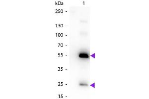 Western Blot of Biotin Conjugated Rabbit Anti-Human IgG Pre-Adsorbed Secondary Antibody. (Kaninchen anti-Human IgG (Heavy & Light Chain) Antikörper (Biotin) - Preadsorbed)