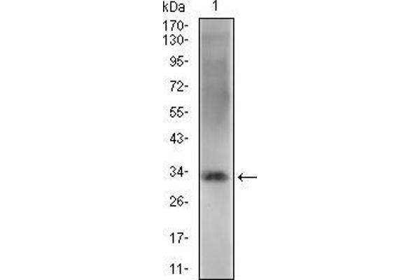 ZFP42 Antikörper  (AA 249-310)