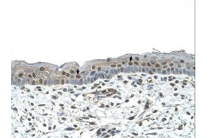NR2C2 antibody was used for immunohistochemistry at a concentration of 4-8 ug/ml.