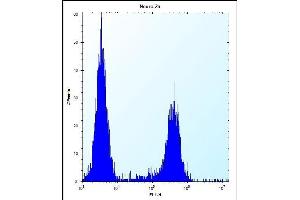 C Antibody (C-term) (ABIN654740 and ABIN2844426) flow cytometric analysis of Neuro-2a cells (right histogram) compared to a negative control cell (left histogram). (CF153 (AA 230-259), (C-Term) Antikörper)