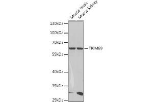 Western blot analysis of extracts of various cell lines, using TRIM69 antibody (ABIN7270998) at 1:1000 dilution. (TRIM69 Antikörper  (AA 1-341))