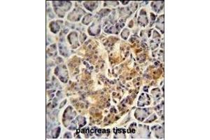 PRSS3 antibody (N-term) (ABIN654446 and ABIN2844180) immunohistochemistry analysis in formalin fixed and paraffin embedded human pancreas tissue followed by peroxidase conjugation of the secondary antibody and DAB staining. (PRSS3 Antikörper  (N-Term))