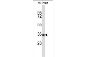 Mouse Nek6 Antibody (C-term) (ABIN657847 and ABIN2846808) western blot analysis in mouse liver tissue lysates (35 μg/lane). (NEK6 Antikörper  (C-Term))