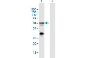 Western Blot analysis of NAPSA expression in transfected 293T cell line by NAPSA MaxPab polyclonal antibody. (NAPSA Antikörper  (AA 1-420))