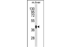 Western blot analysis of HPD Antibody in mouse liver tissue lysates (35ug/lane)