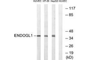 Western Blotting (WB) image for anti-Endo/exonuclease (5'-3'), Endonuclease G-Like (EXOG) (AA 171-220) antibody (ABIN2890305)