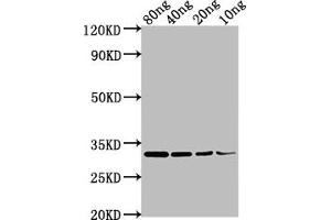 Western Blot Positive WB detected in Recombinant protein All lanes: omp antibody at 1:2000 Secondary Goat polyclonal to rabbit IgG at 1/50000 dilution Predicted band size: 32 kDa Observed band size: 32 kDa (OMP Antikörper  (AA 20-159))