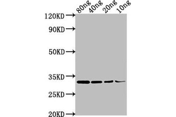 OMP antibody  (AA 20-159)