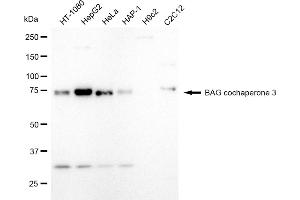 Western blotting analysis using BAG cochaperone 3 antibody (ABIN7800911). (Rekombinanter BAG Cochaperone 3 Antikörper)