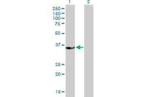 Western Blot analysis of MED27 expression in transfected 293T cell line by MED27 MaxPab polyclonal antibody. (MED27 Antikörper  (AA 1-311))