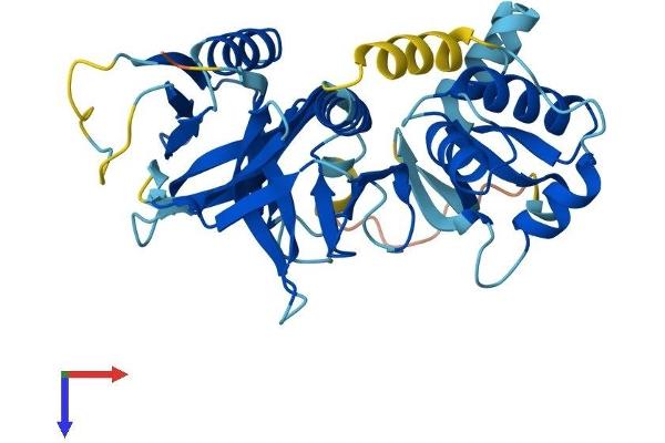 Pleckstrin 2 Protein (PLEK2) (AA 1-353) (His tag)