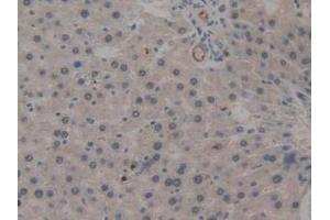IHC-P analysis of Rat Liver Tissue, with DAB staining. (ICAM2 Antikörper  (AA 29-247))
