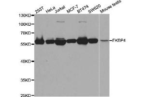 Western blot analysis of extracts of various cell lines, using FKBP4 antibody (ABIN5973289) at 1/1000 dilution. (FKBP4 Antikörper)