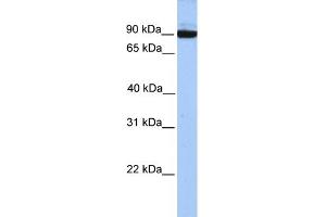 WB Suggested Anti-PCDH17 Antibody Titration: 0. (PCDH17 Antikörper  (C-Term))