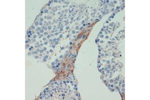 Immunohistochemistry of paraffin-embedded mouse testis using KIF5B antibody (ABIN7268136) at dilution of 1:200 (40x lens). (KIF5B Antikörper  (AA 650-770))