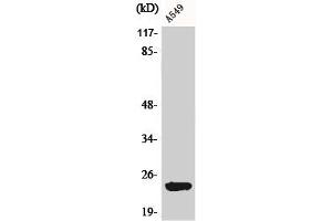 Western Blot analysis of A549 cells using BART1 Polyclonal Antibody (ARL2BP Antikörper  (Internal Region))