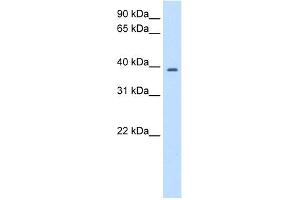 WB Suggested Anti-PSMD6 Antibody Titration:  2. (PSMD6 Antikörper  (N-Term))