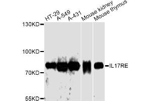 Western blot analysis of extracts of various cell lines, using IL17RE antibody. (IL17RE Antikörper)
