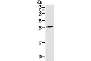 Western Blotting (WB) image for anti-Thymocyte Nuclear Protein 1 (THYN1) antibody (ABIN5958656)
