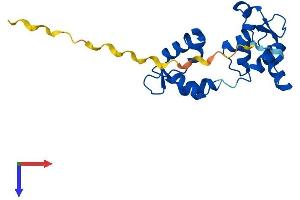 MYL4 Protein (AA 1-193) (His tag)
