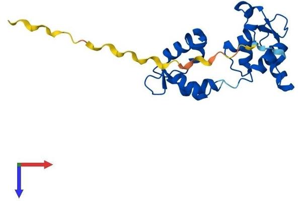MYL4 Protein (AA 1-193) (His tag)