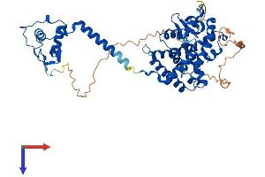 THRB Protein (AA 1-461) (His tag)