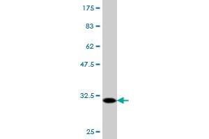 Western Blot detection against Immunogen (30. (FPR2 Antikörper  (AA 163-205))