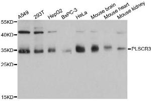 Western blot analysis of extracts of various cell lines, using PLSCR3 antibody. (PLSCR3 Antikörper)