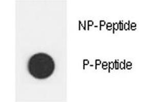Dot blot analysis of phospho-ERBB2 antibody.