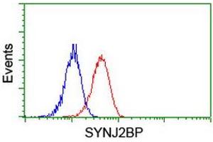 Image no. 1 for anti-Synaptojanin 2 Binding Protein (SYNJ2BP) antibody (ABIN1501272) (SYNJ2BP Antikörper)