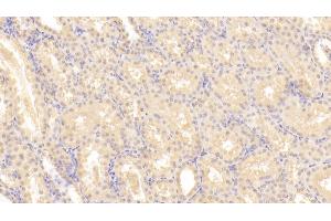 Detection of LIF in Human Kidney Tissue using Monoclonal Antibody to Leukemia Inhibitory Factor (LIF) (LIF Antikörper  (AA 2-201))