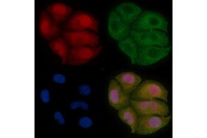 C8orf4 Mouse Monoclonal Antibody staining Hela cells by IF/ICC. (C8orf4 Antikörper)