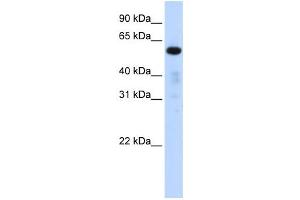 Western Blotting (WB) image for anti-Family with Sequence Similarity 98, Member A (FAM98A) antibody (ABIN2459871) (FAM98A Antikörper)