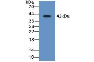 Western Blotting (WB) image for anti-serpin Peptidase Inhibitor, Clade B (Ovalbumin), Member 1 (SERPINB1) (AA 17-332) antibody (ABIN7443074)