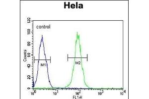 HS Antibody (C-term) (ABIN651231 and ABIN2840143) flow cytometric analysis of Hela cells (right histogram) compared to a negative control cell (left histogram). (GRP78 Antikörper  (C-Term))