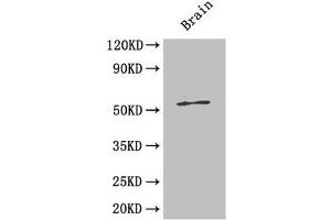 Western Blot Positive WB detected in: Mouse brain tissue All lanes: ICA1 antibody at 4 μg/mL Secondary Goat polyclonal to rabbit IgG at 1/50000 dilution Predicted band size: 55, 58 kDa Observed band size: 55 kDa (ICA1 Antikörper  (AA 1-268))