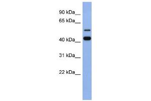 WB Suggested Anti-ZNF547 Antibody Titration:  0. (ZNF547 Antikörper  (N-Term))