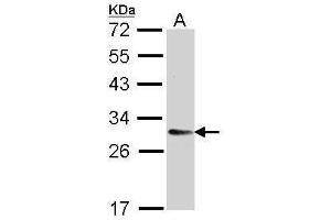 WB Image Sample (30 ug of whole cell lysate) A: H1299 12% SDS PAGE antibody diluted at 1:5000