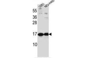 Western blot analysis in U251, NCI-H460 cell line lysates (35ug/lane) using Pleiotrophin / PTN  Antibody (C-term). (Pleiotrophin Antikörper  (C-Term))