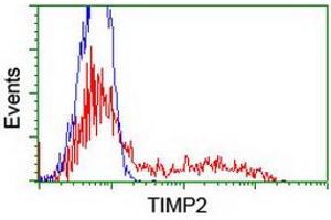 HEK293T cells transfected with either RC209796 overexpress plasmid (Red) or empty vector control plasmid (Blue) were immunostained by anti-TIMP2 antibody (ABIN2455391), and then analyzed by flow cytometry. (TIMP2 Antikörper)