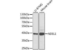 Western blot analysis of extracts of various cell lines, using NDEL1 antibody. (NDEL1 Antikörper  (AA 1-345))