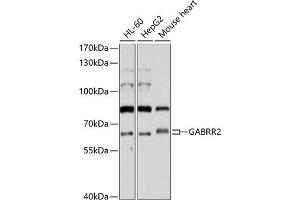 Western blot analysis of extracts of various cell lines, using G antibody (ABIN6131690, ABIN6140921, ABIN6140922 and ABIN6214242) at 1:1000 dilution. (GABRR2 Antikörper  (AA 350-450))